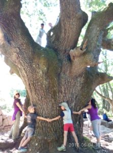  Le magnifique chêne centenaire dominant le Baou de La Gaude