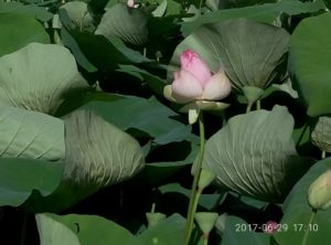 Lotus à l'étang de Fontmerle de Mougins