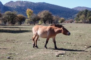 Cheval de Przewalski : l'une des plus anciennes espèces de cheval