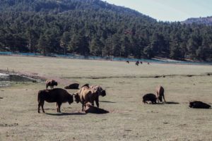 Troupeau de bisons : les herbivores restent groupés