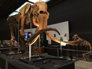 Squelette de mammouth