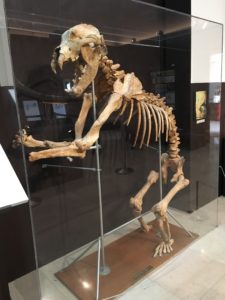 Squelette d'ours